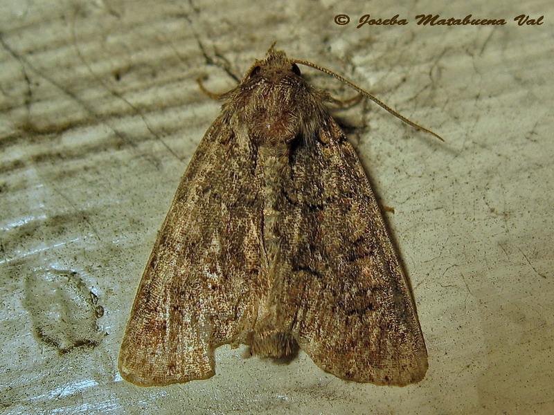 Noctuidae da id.